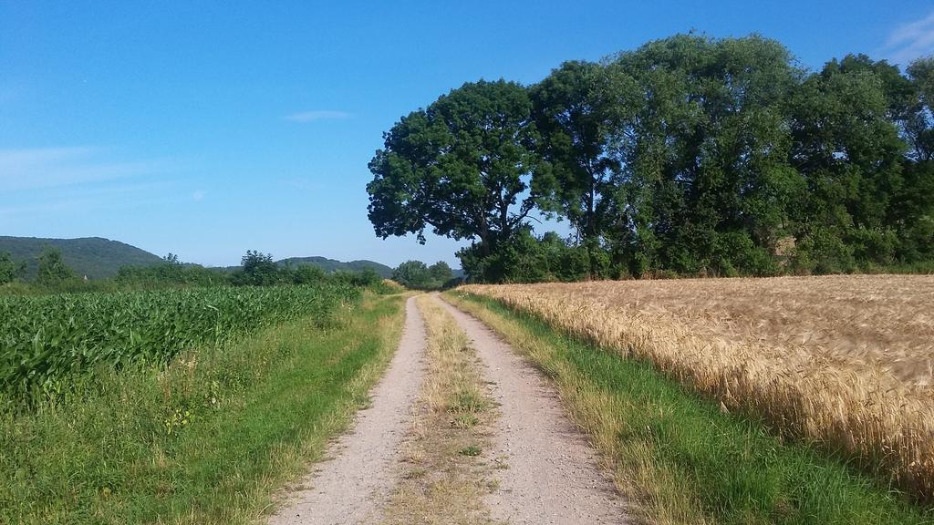 Landgasthof Zur Untermuehle Datterode Exteriör bild